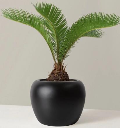 How to Care for a Sago Palm  from Plants 101