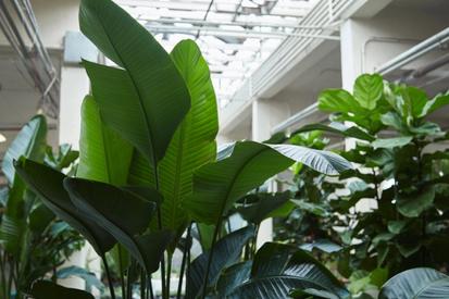 What is Biophilic Design? from Design Tips