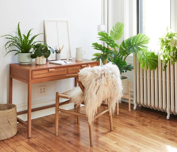 Plants for Your Office