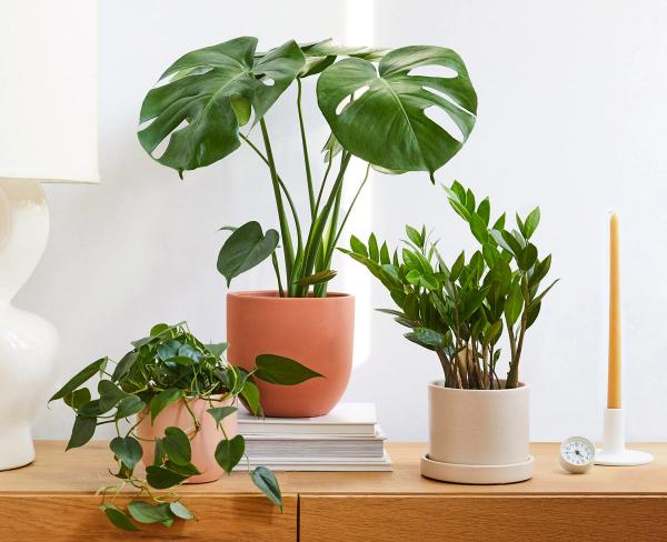 Plants for Your Bedroom