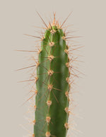 Cacti Assortment