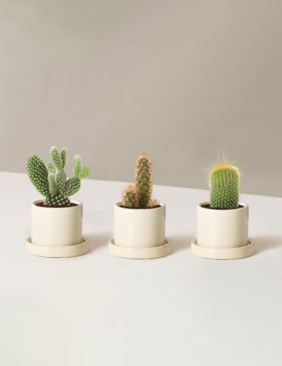 Cacti Assortment with Planters