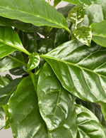 Coffee Plant