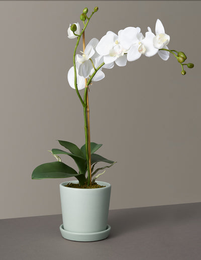Faux Phalaenopsis Orchid