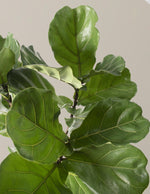 Large Fiddle Leaf Fig Tree