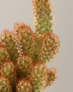 Ladyfinger Cactus