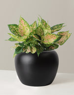 Large Aglaonema Lucky Red