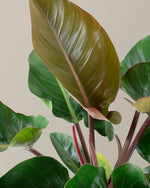 Large Philodendron Rojo Congo