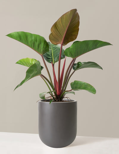 Large Philodendron Rojo Congo