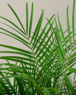 Large Pygmy Date Palm