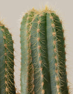 Column Cactus