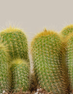 Yellow Tower Cactus