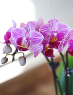 Orchid Party Pack