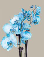 Blue Watercolor Orchid