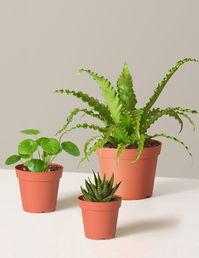 Pet-Friendly Plant Parent Set