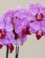 Petite Pink Orchid