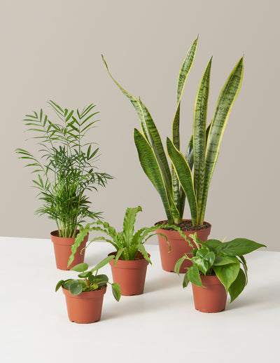 Plant Parent Set
