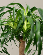 Large Ponytail Palm