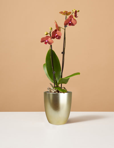 Sunrise Orchid