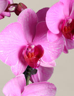 Pink Watercolor Orchid