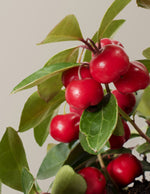 Wintergreen Cherry Berries