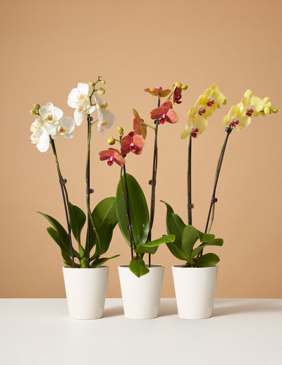 Orchid Subscription (3 Months)