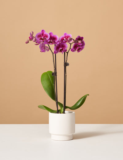 Petite Purple Orchid