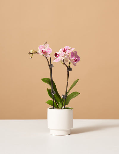 Petite Sunset Orchid