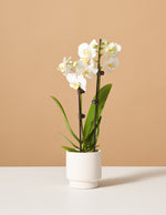 Petite White Orchid with Yellow